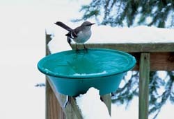 Heated Bird Bath